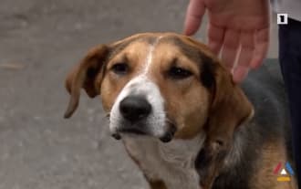 Верная Собака 20 дней не покидает больницу: ждет раненого хозяина