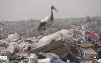 Storks in Armenia are under threat of destruction due to the polluted environment