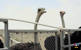 An ostrich farm established in Masis