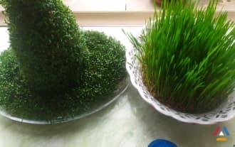 How to Grow Wheatgrass for Easter