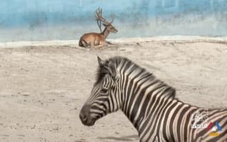 Yerevan Zoo Has New 10 Animals